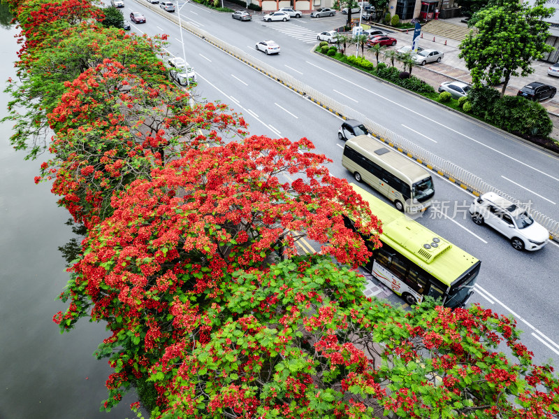 中国佛山市顺德区新桂南路凤凰花