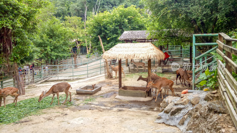 动物园内鹿群活动场景