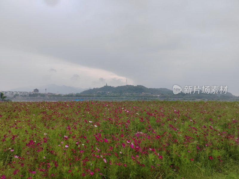 户外大片花田景观自然风景