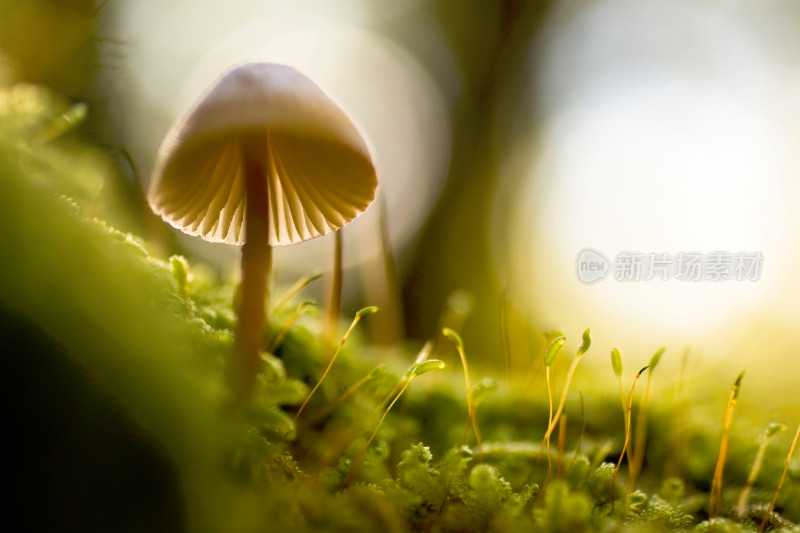 野生菌蘑菇生长环境菌类山菌