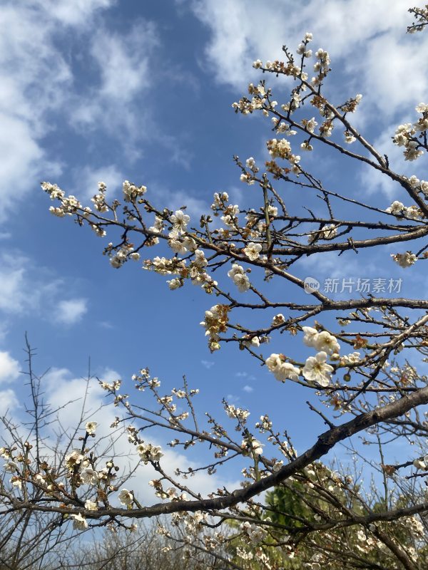 广州萝岗香雪公园梅花盛开