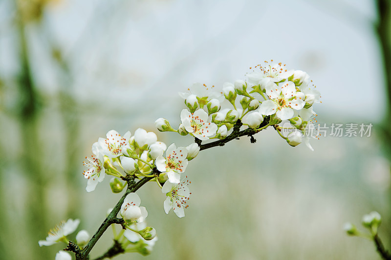 鲜花梨花盛开