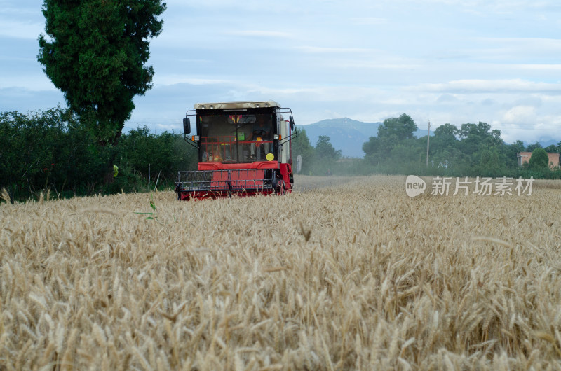 芒种时节，联合收割机收获成熟小麦