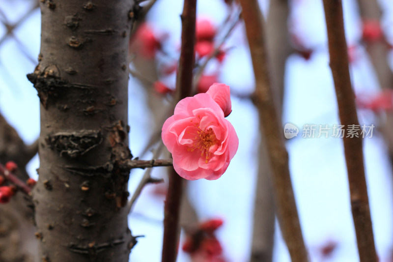 立春时节含苞怒放的红梅