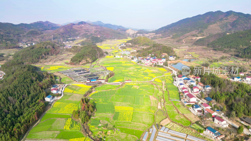 农业种植油菜花农作物航拍