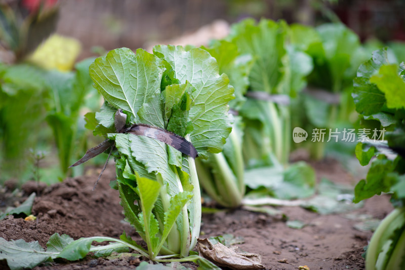 菜园里种植的白菜