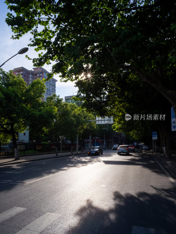 阳光洒在绿树成荫的城市道路上