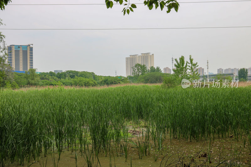 武汉张毕湖公园