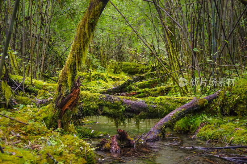 绿色原始森林风景