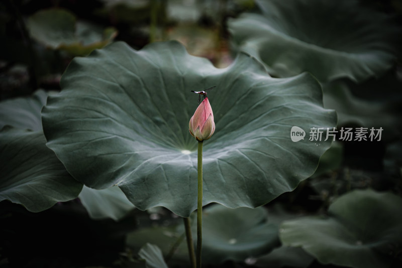 雨后荷花