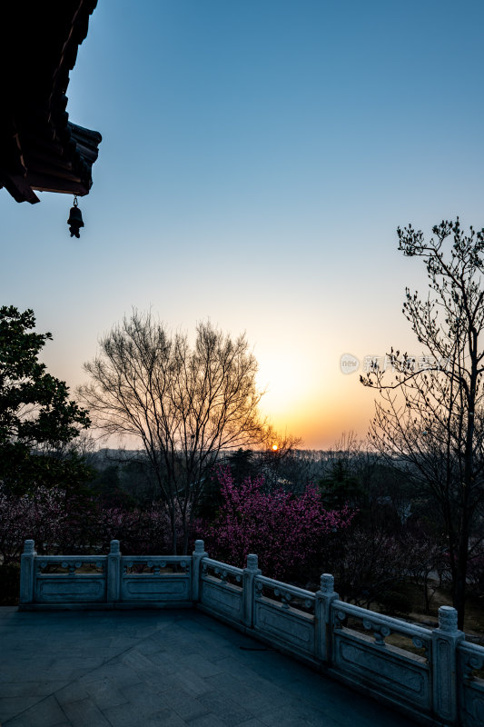 南京明孝陵梅花山梅花开