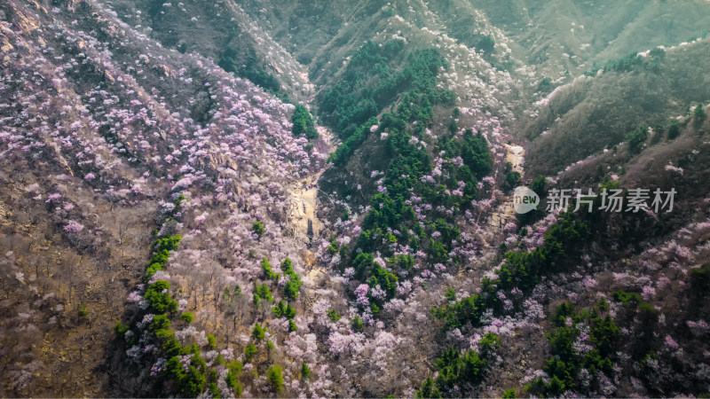 五盆沟十里桃花