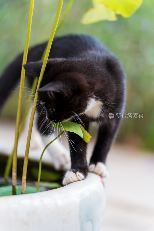 黑猫俯身观察水缸里的金鱼