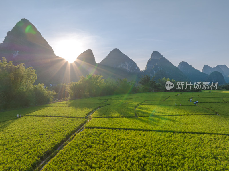 阳光下绿意盎然的稻田及远处群山风景