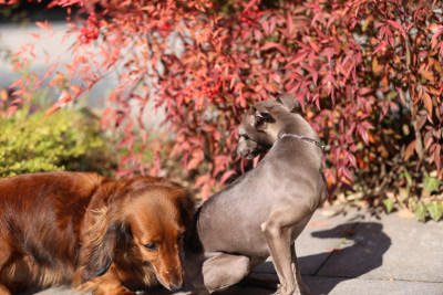 意大利小灵缇犬和长毛腊肠犬