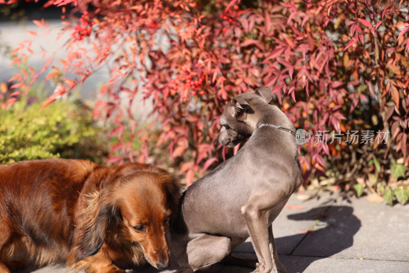 意大利小灵缇犬和长毛腊肠犬