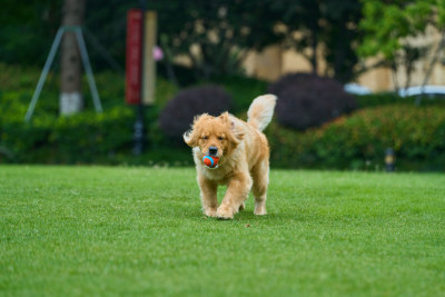 晴天在户外草地上欢快活动的金毛寻回犬