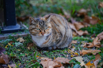 猫在草地上坐着休息自然生态