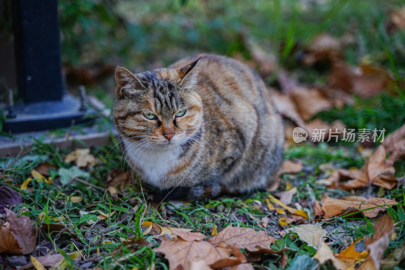 猫在草地上坐着休息自然生态