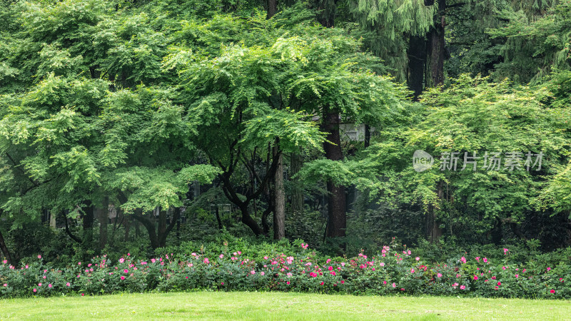 森林与鲜花背景