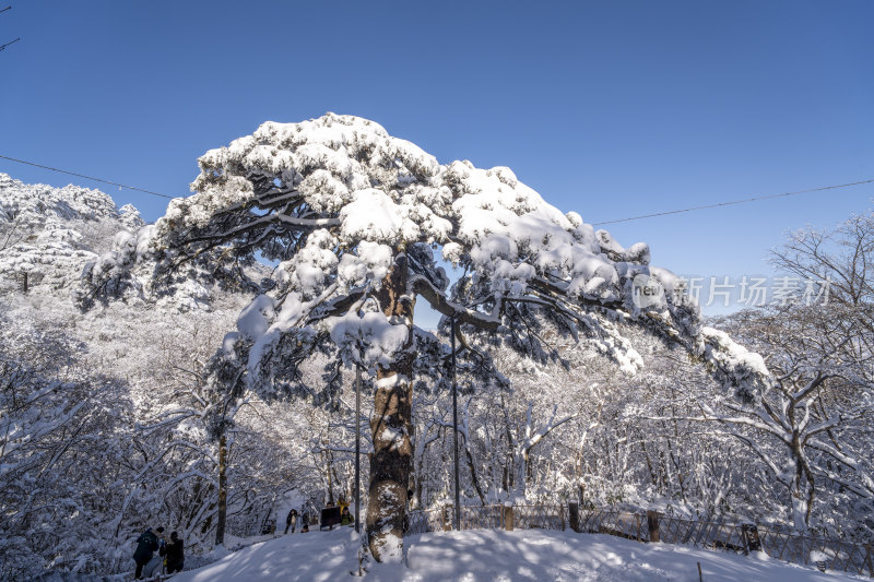 雪后山林中的积雪松树(黄山黑虎松)