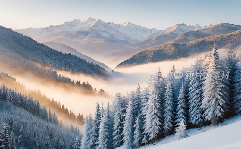 冬季森林白雪覆盖风景