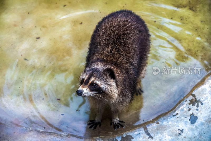 站在水中仰头的浣熊