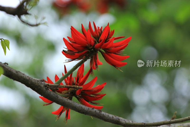 鸡冠刺桐,冠刺桐,海红豆,象牙红,象牙花