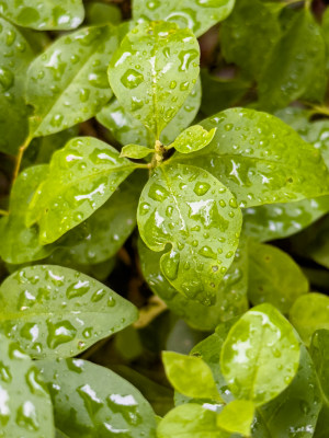 雨滴落在树叶上的特写镜头