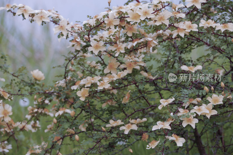 枝头开满花朵的繁茂灌木植物