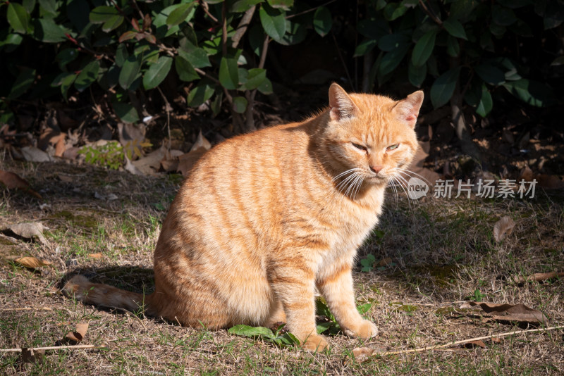 城市中的流浪猫