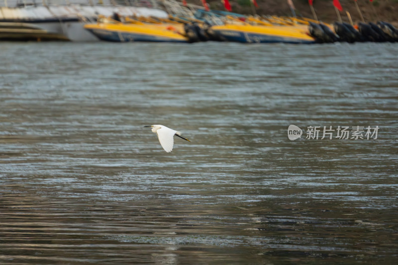 白鹭于水面上展翅飞翔