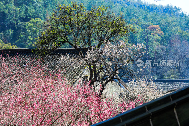 国清寺古建屋檐旁盛开的千年隋梅