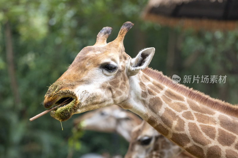 广东长隆野生动物园里的长颈鹿