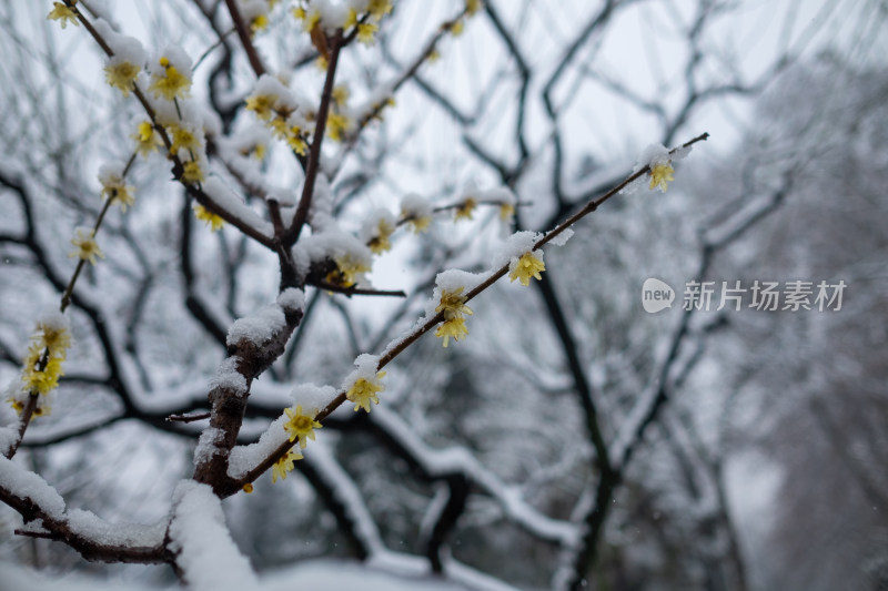 雪中树林小路 冬日唯美自然景观