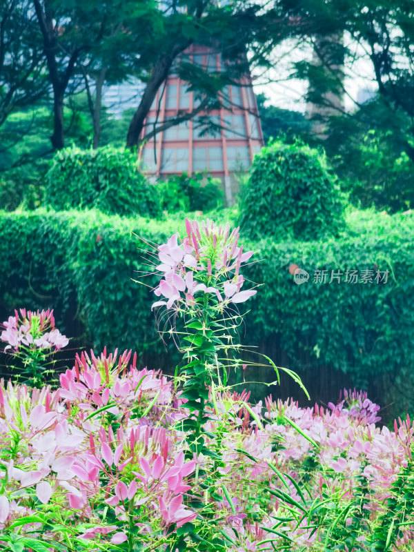 佛山千灯湖公园醉蝶花盛开