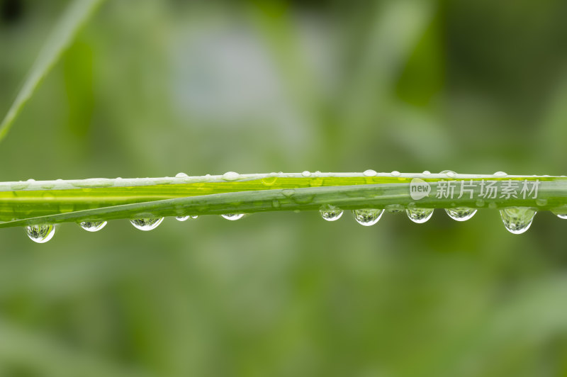 翠绿叶子上晶莹剔透的雨滴水珠