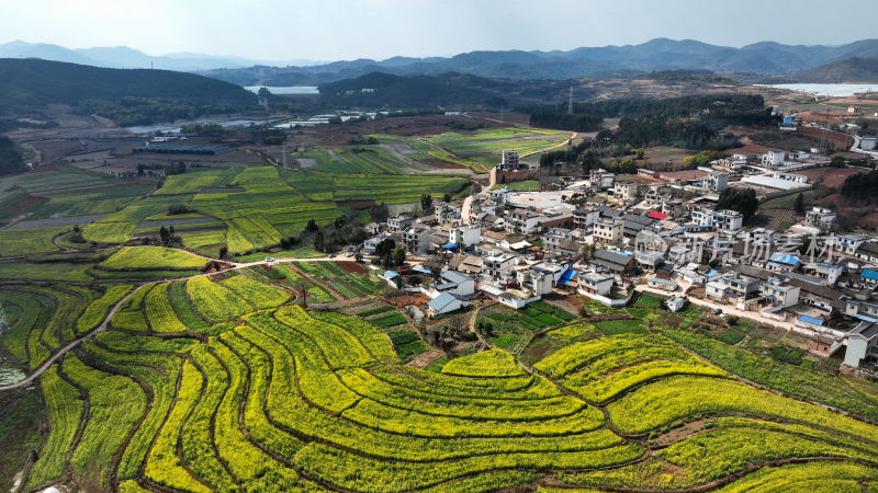 油菜花绘就田园美景