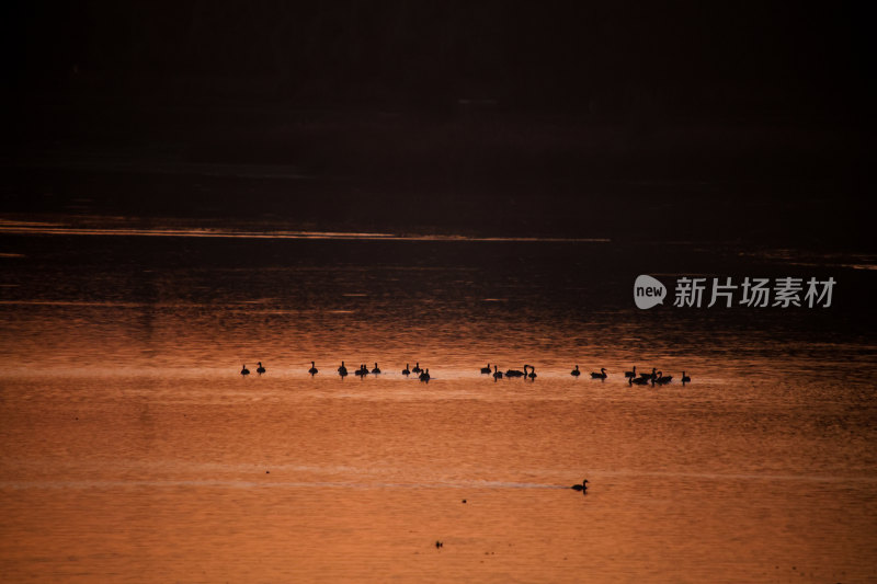 夕阳下水面上的鸟群晚霞