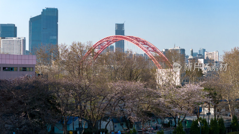 城市中盛开樱花与晴川桥的景象