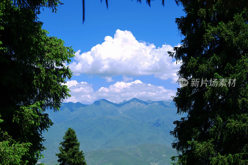 夏塔新疆伊犁草原的牛马和风