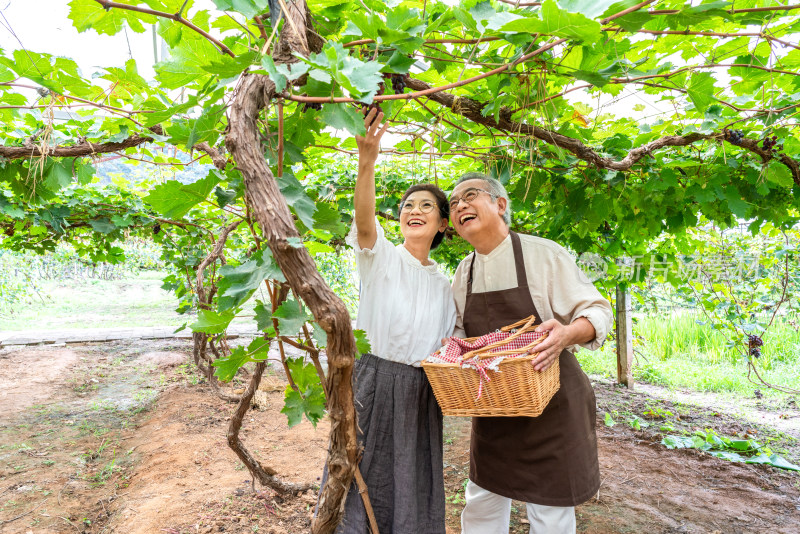 老年夫妻在果园采摘葡萄