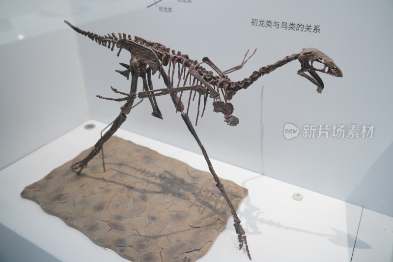 白垩纪邹氏尾羽龙化石标本