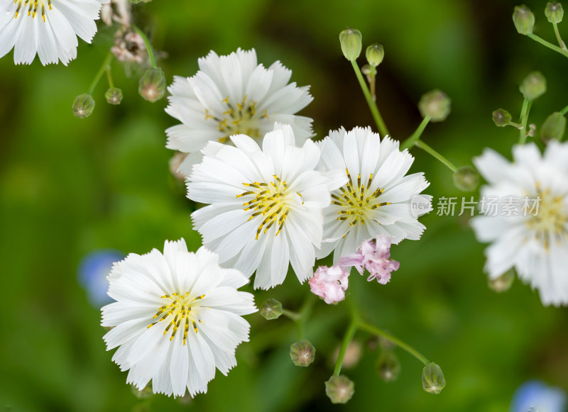 春天野外的中华苦荬菜开花