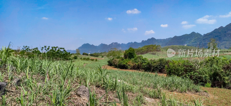 广西山区甘蔗种植基地摄影图