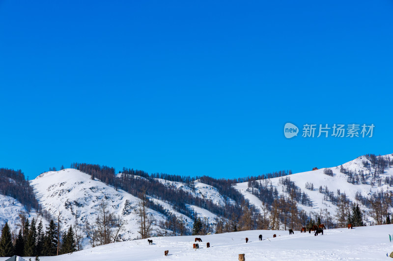 新疆喀纳斯雪景晨雾雪山森林雾凇