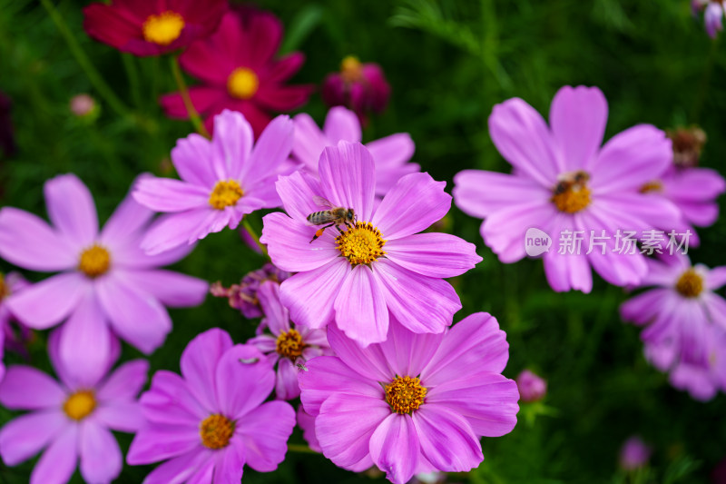 花蕊上采蜜的蜜蜂