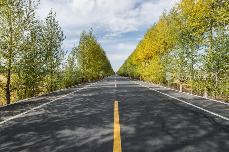 秋日林荫公路风景