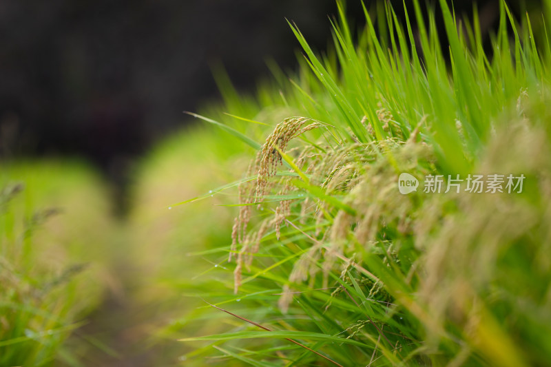 传统主食稻米的种植