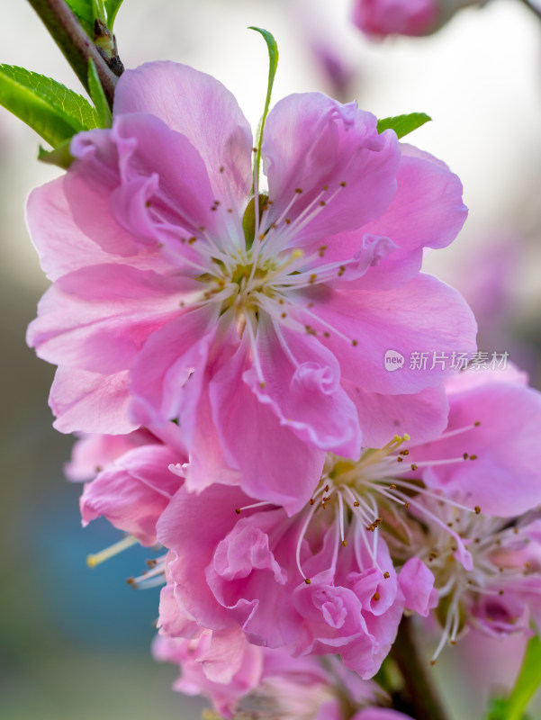 春天的桃花开花特写